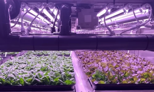 LED Grow Lights: Revolutionizing Indoor Plant Cultivation